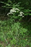 Chaerophyllum bulbosum. Цветущее растение. Крым, Бахчисарайский р-н, плато Мангуп-Кале. 19.05.2018.