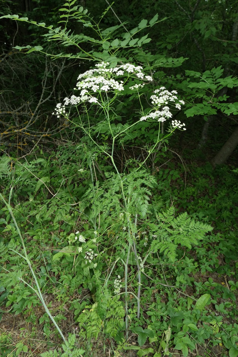 Изображение особи Chaerophyllum bulbosum.