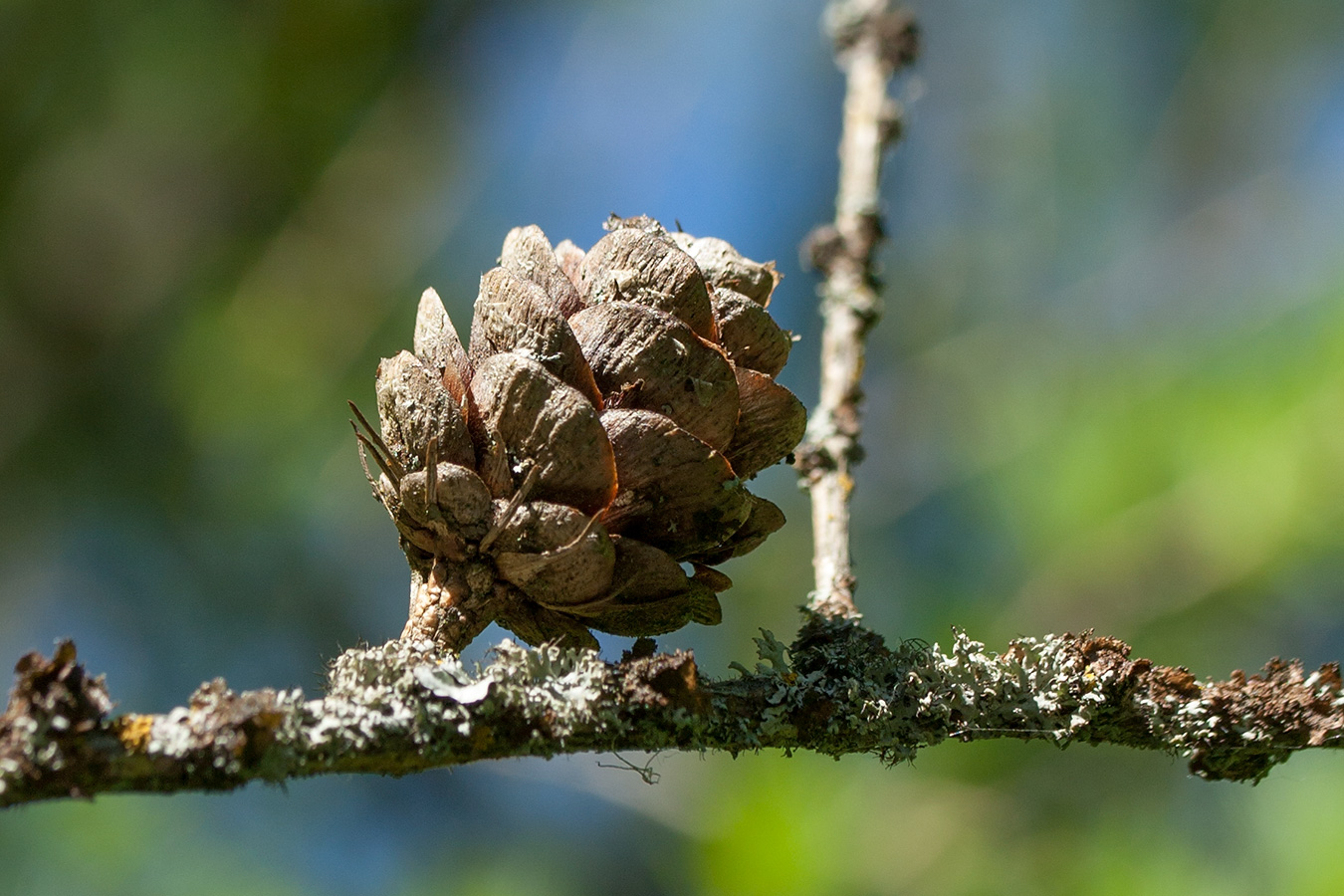 Image of Larix sukaczewii specimen.