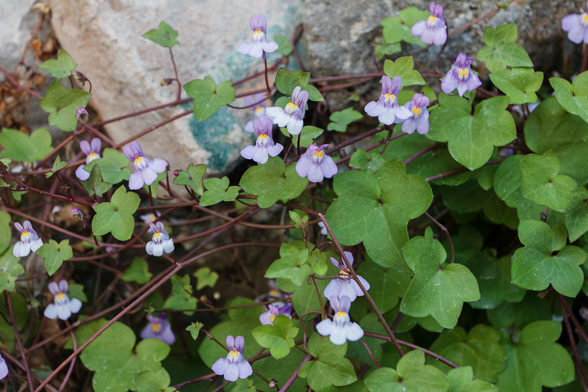 Изображение особи Cymbalaria muralis.