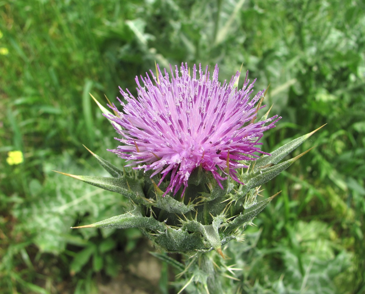 Image of Silybum marianum specimen.