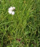 Eriophorum angustifolium. Верхняя часть стебля с соплодиями. Московская обл., Солнечногорский р-н, окраина Щепкина верхового болота. 17.06.2018.