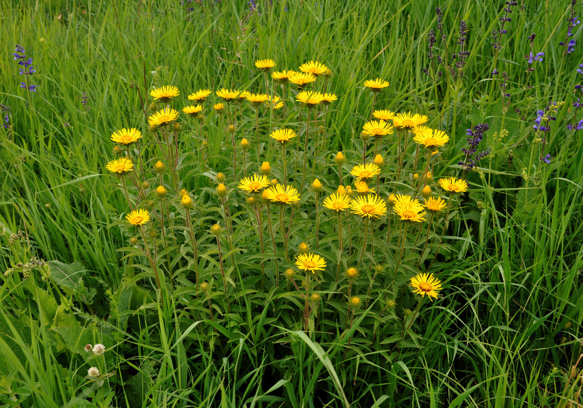 Изображение особи Inula hirta.