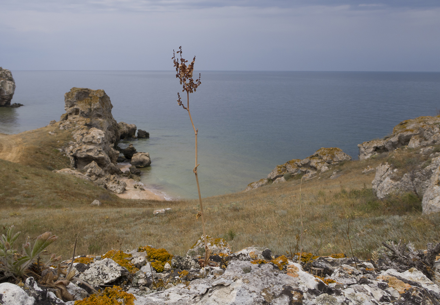 Изображение особи Rumex tuberosus ssp. horizontalis.