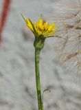 Image of taxon representative. Author is Мария Жукова