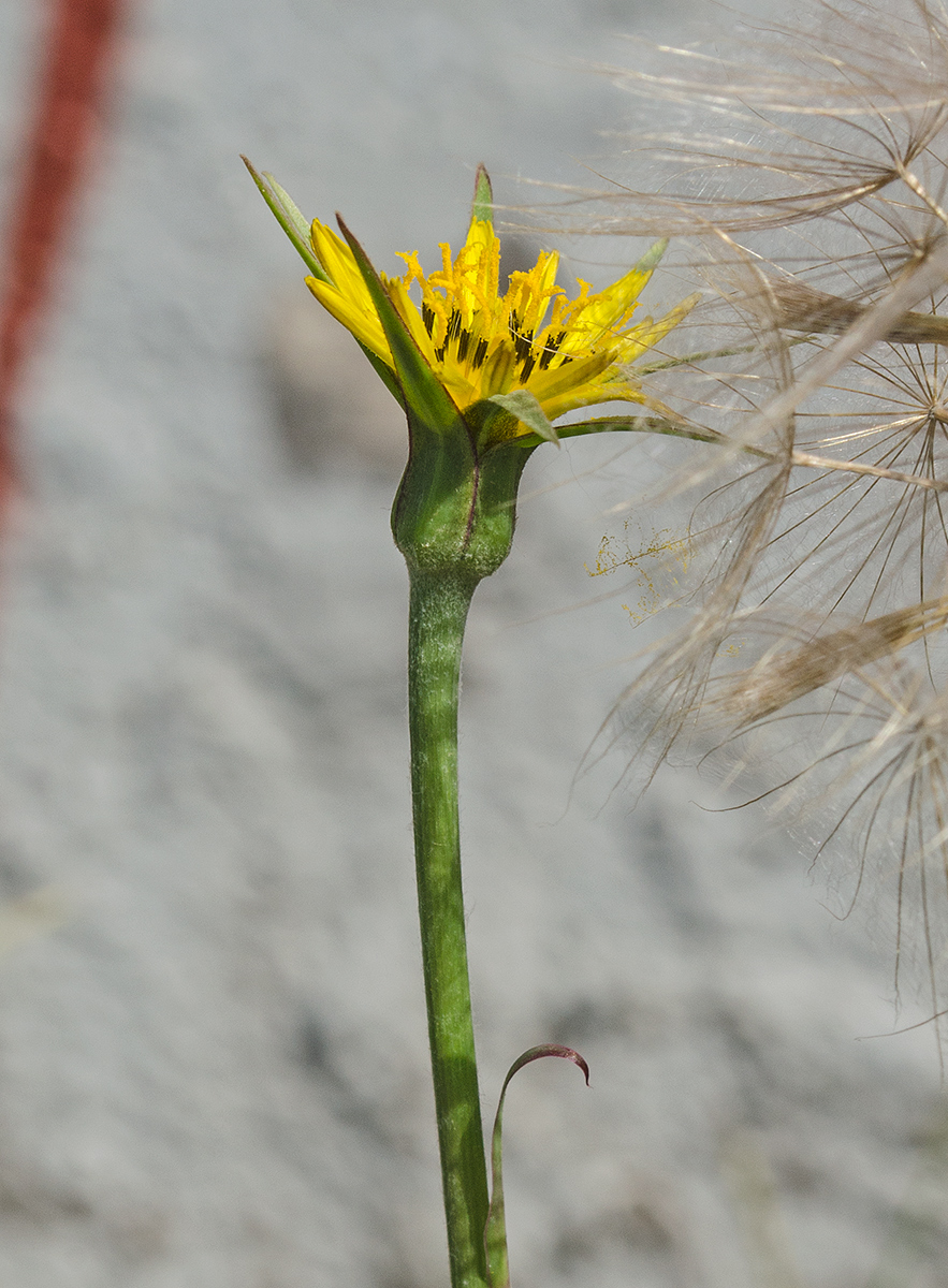 Image of Tragopogon pratensis specimen.