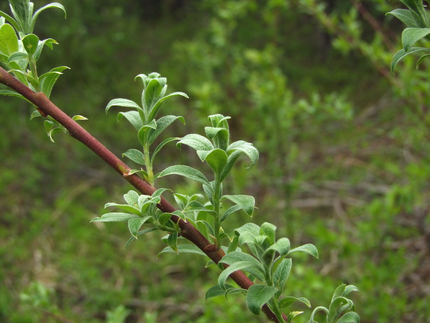 Image of Salix bebbiana specimen.