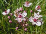 Butomus umbellatus