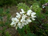 Robinia pseudoacacia. Соцветие и лист. Калининградская обл., г. Балтийск, городской пляж. 11 августа 2018 г.