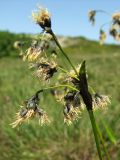 Scirpus maximowiczii