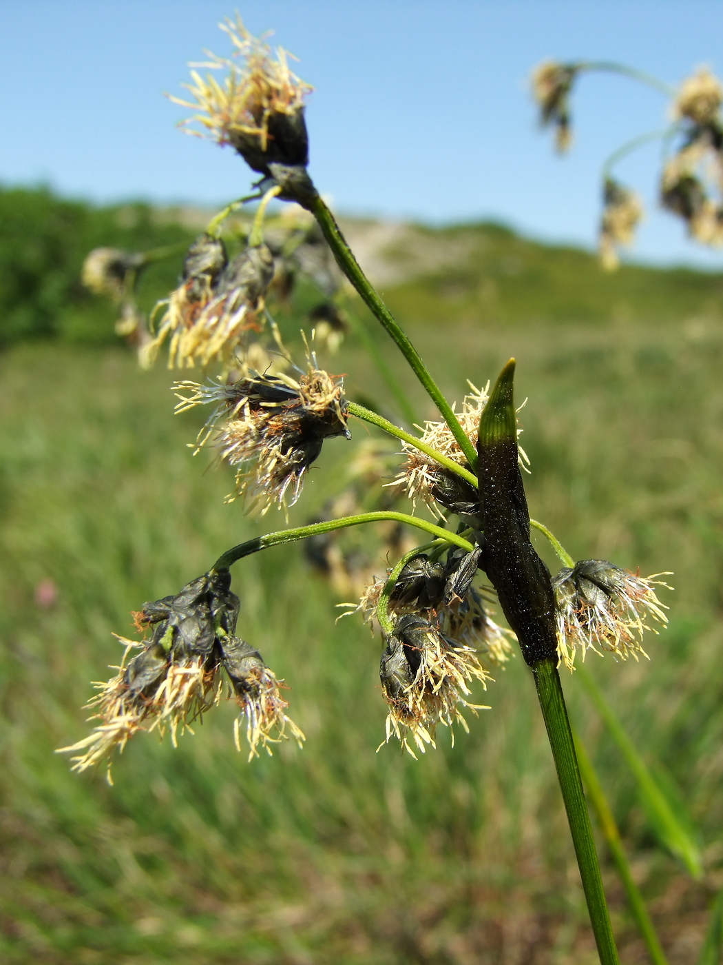 Изображение особи Scirpus maximowiczii.