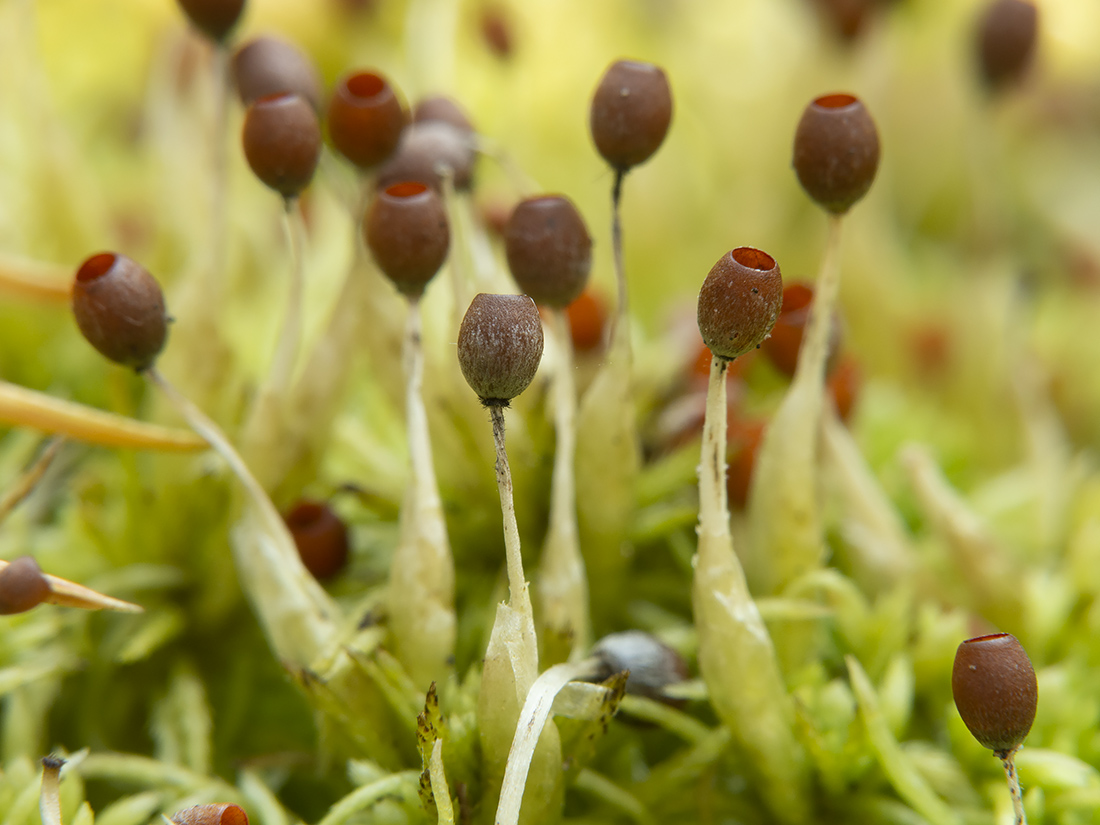 Image of genus Sphagnum specimen.