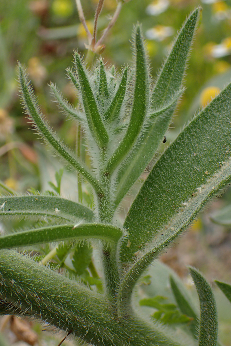 Изображение особи Echium biebersteinii.