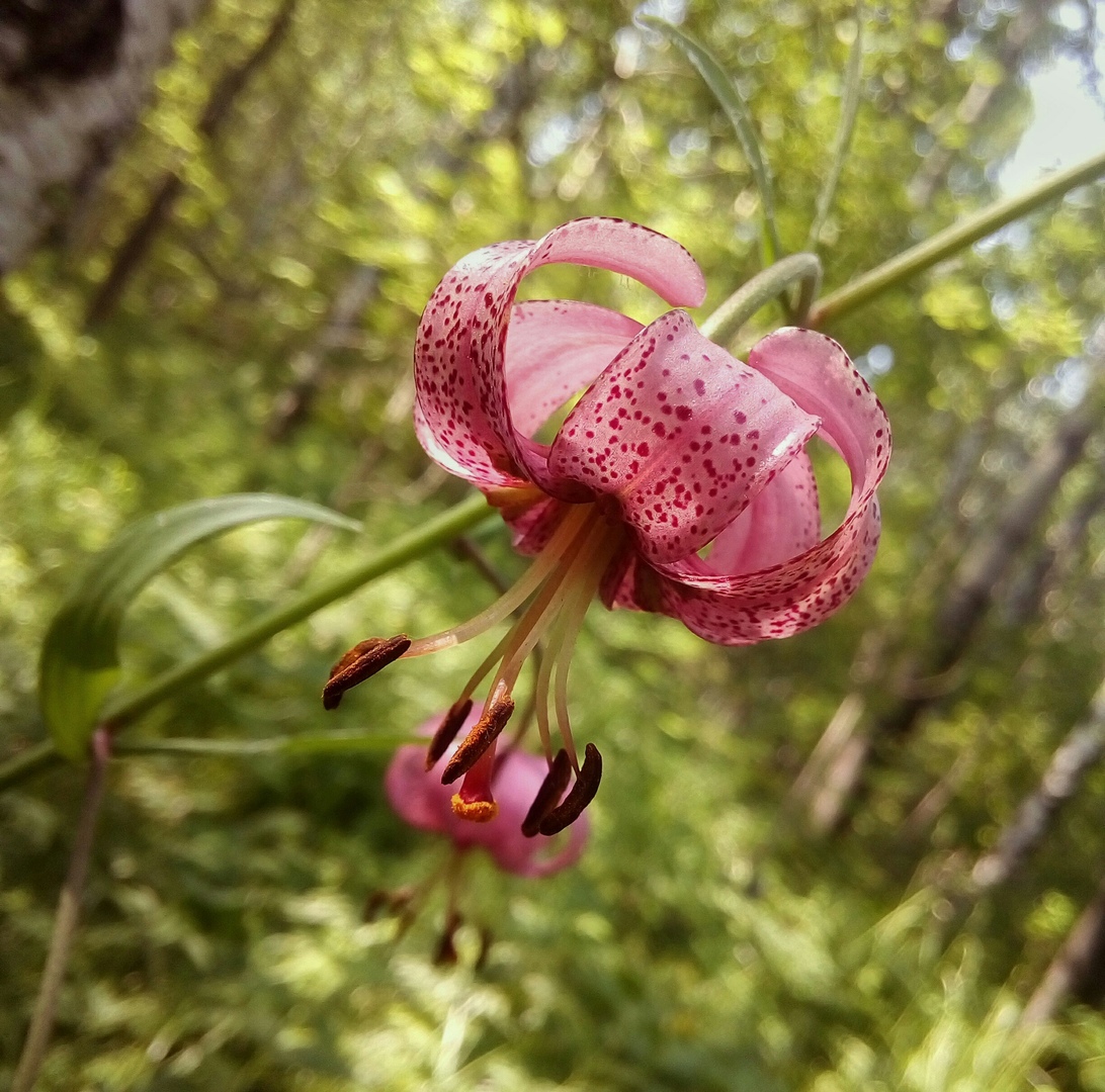 Image of Lilium pilosiusculum specimen.