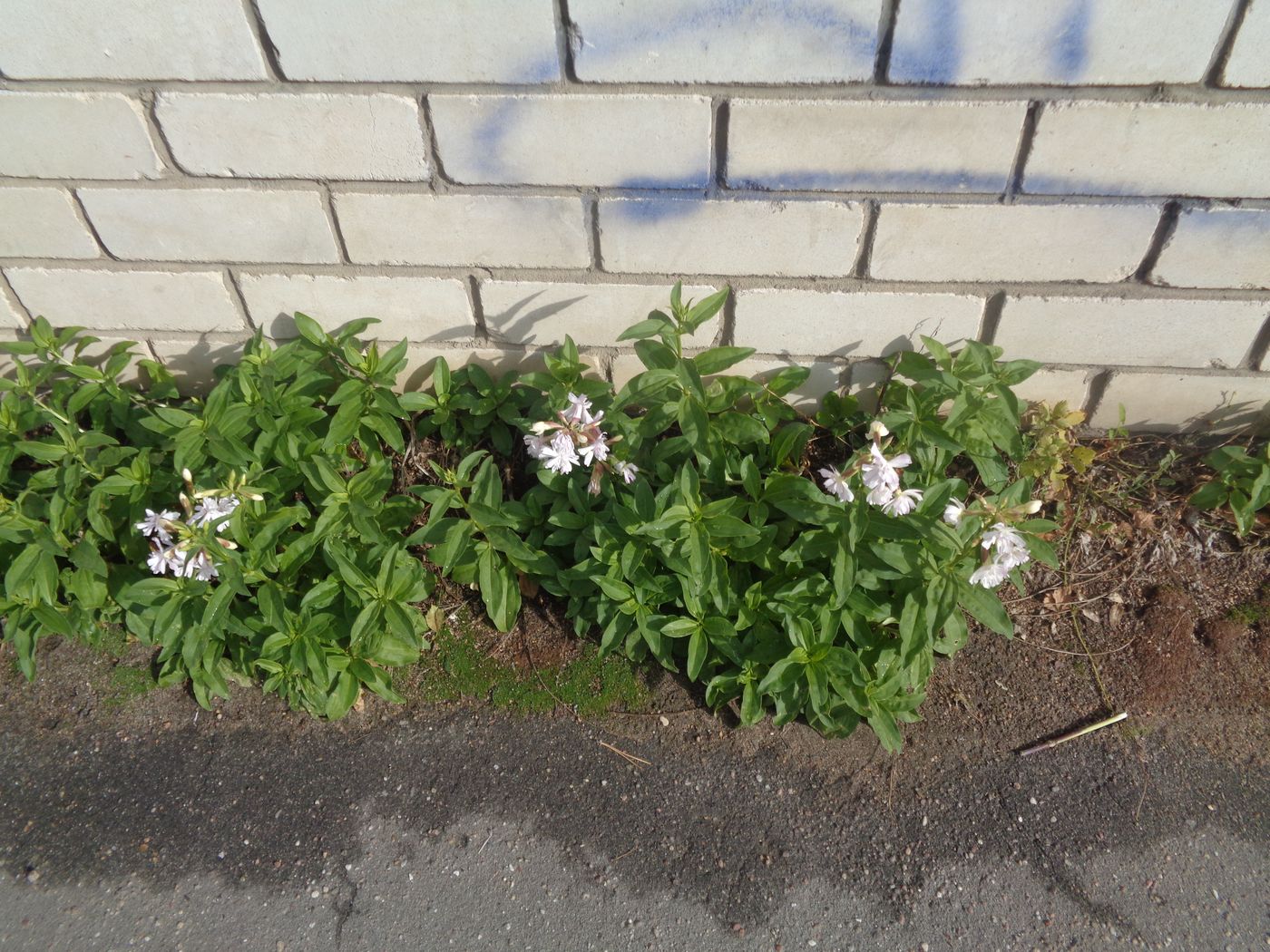 Image of Saponaria officinalis specimen.