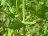 Hypericum perforatum