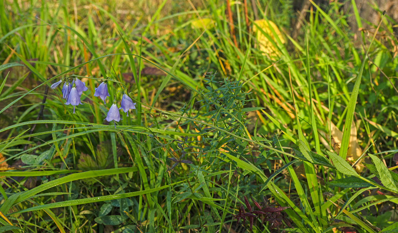 Изображение особи Adenophora liliifolia.