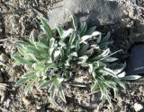 genus Antennaria. Прикорневые листья. Чукотка, Чаунский р-н, окр. г. Певек, склон сопки Певек. 19.06.2018.