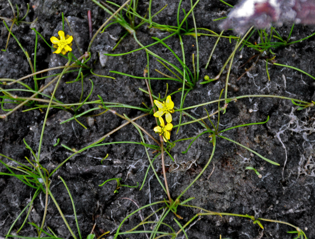 Image of Ranunculus reptans specimen.