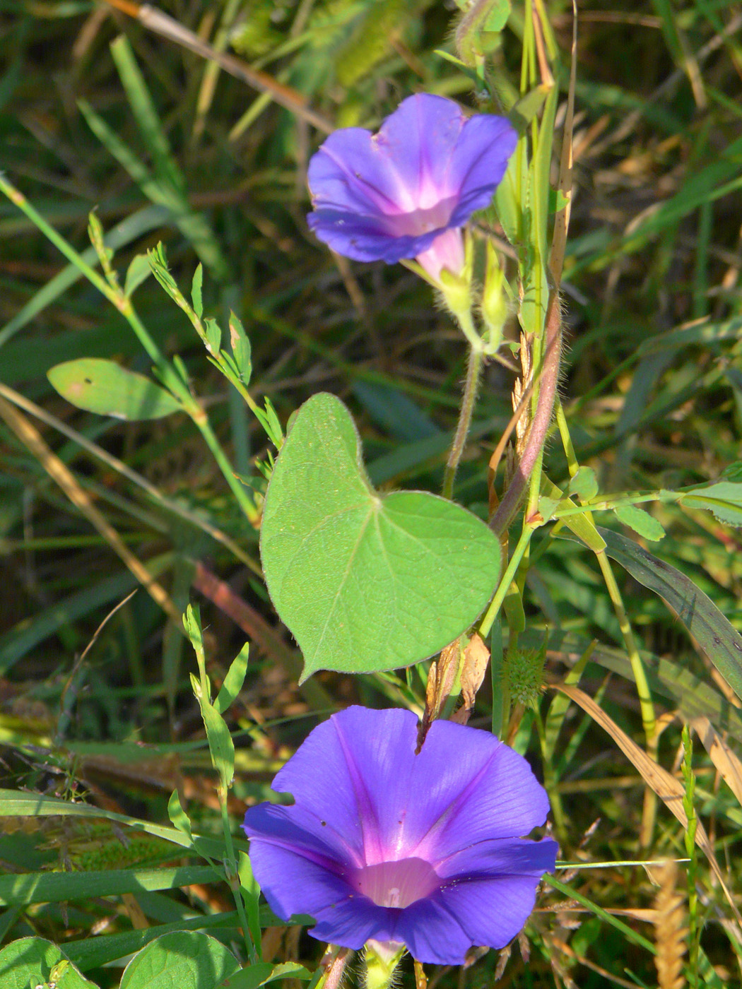 Image of Ipomoea purpurea specimen.