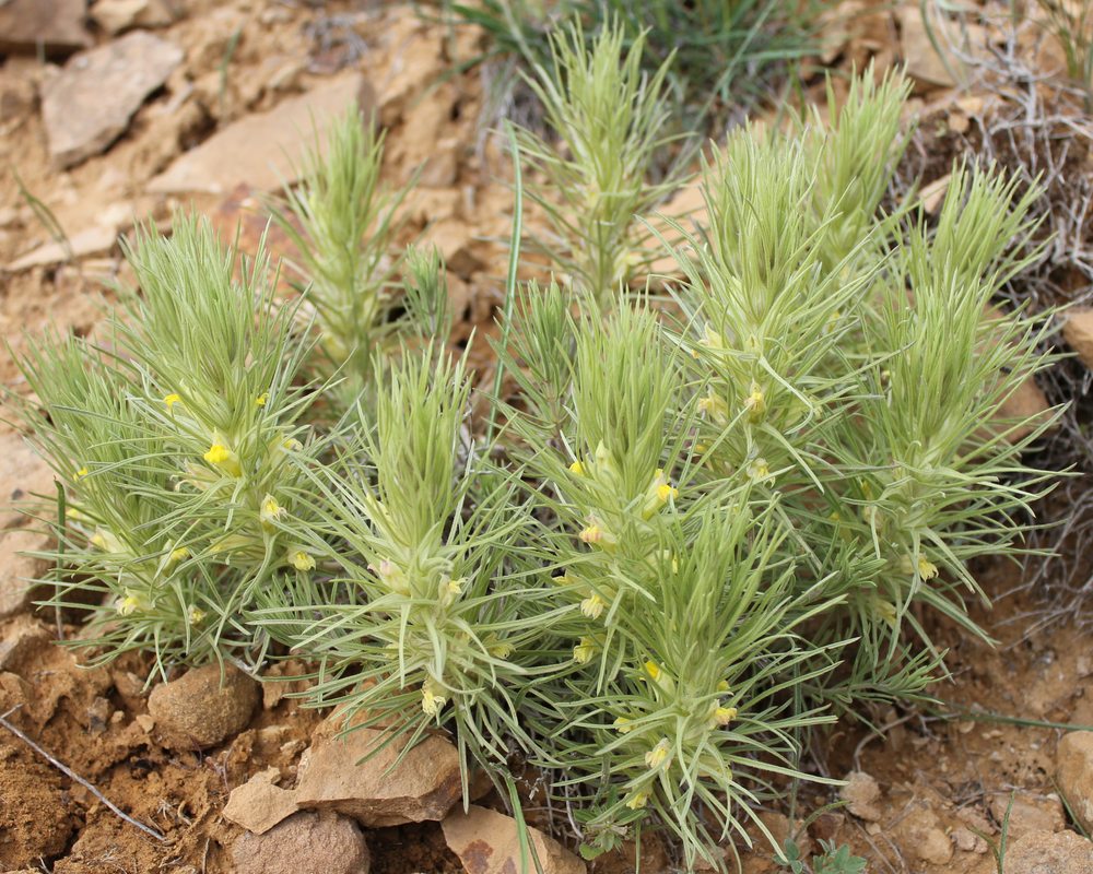 Image of Bungea trifida specimen.