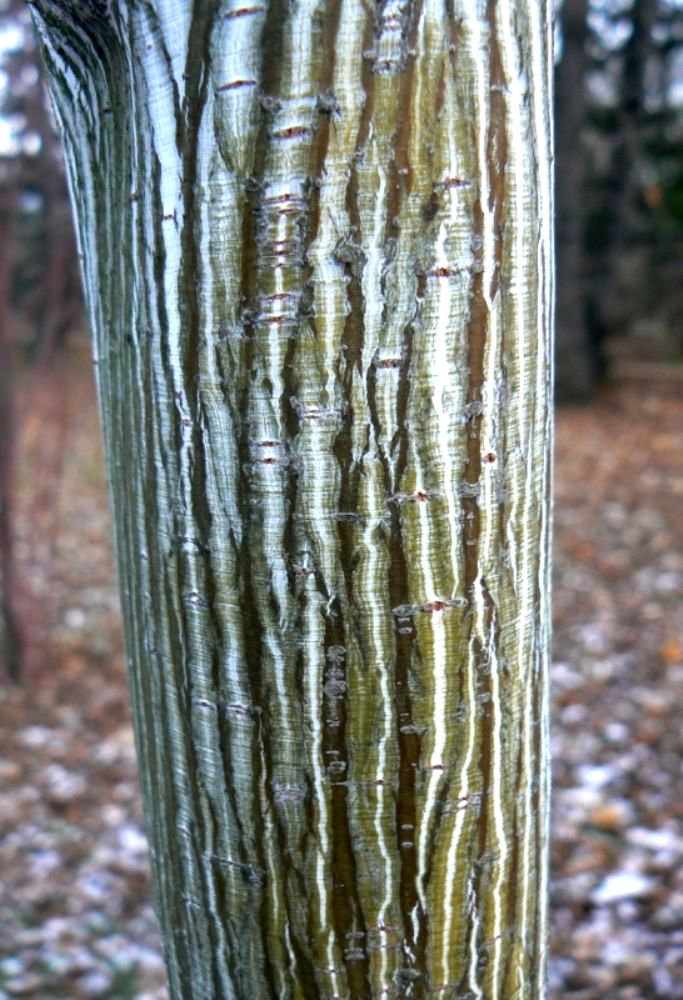 Image of Acer capillipes specimen.