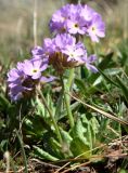Primula algida