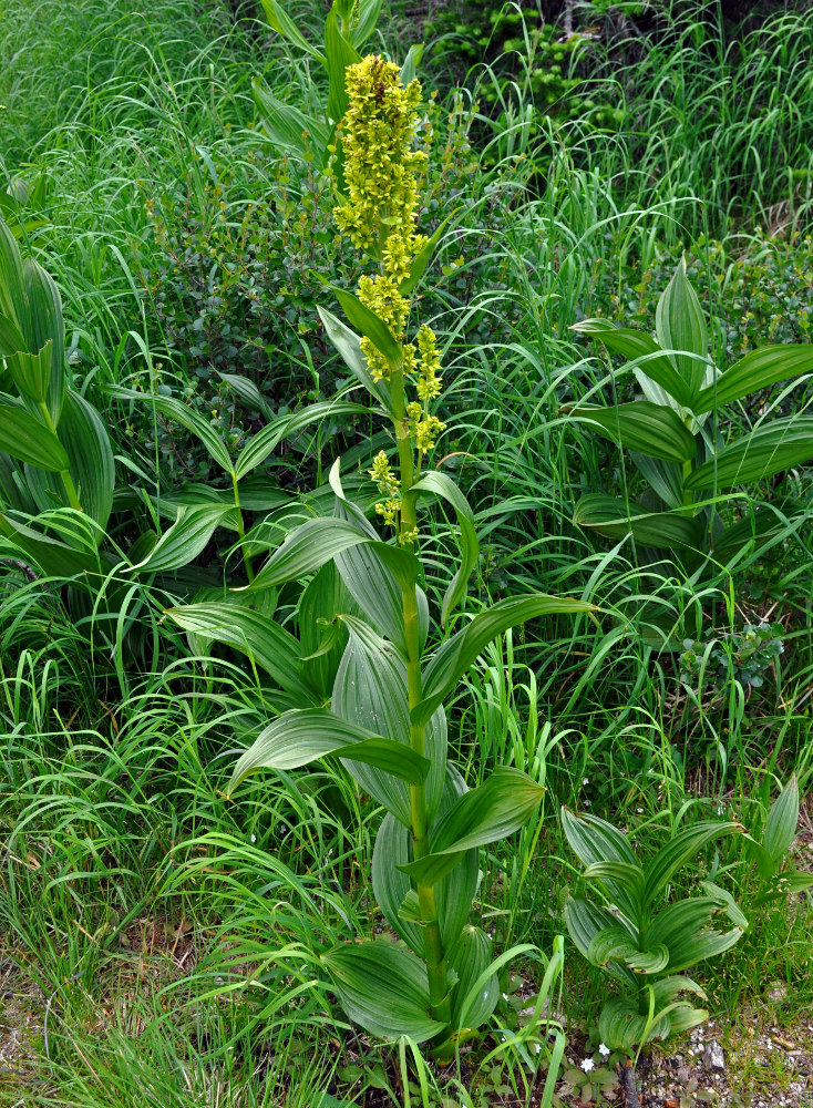 Image of Veratrum lobelianum specimen.