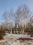 Betula papyrifera