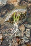 Lobelia dortmanna