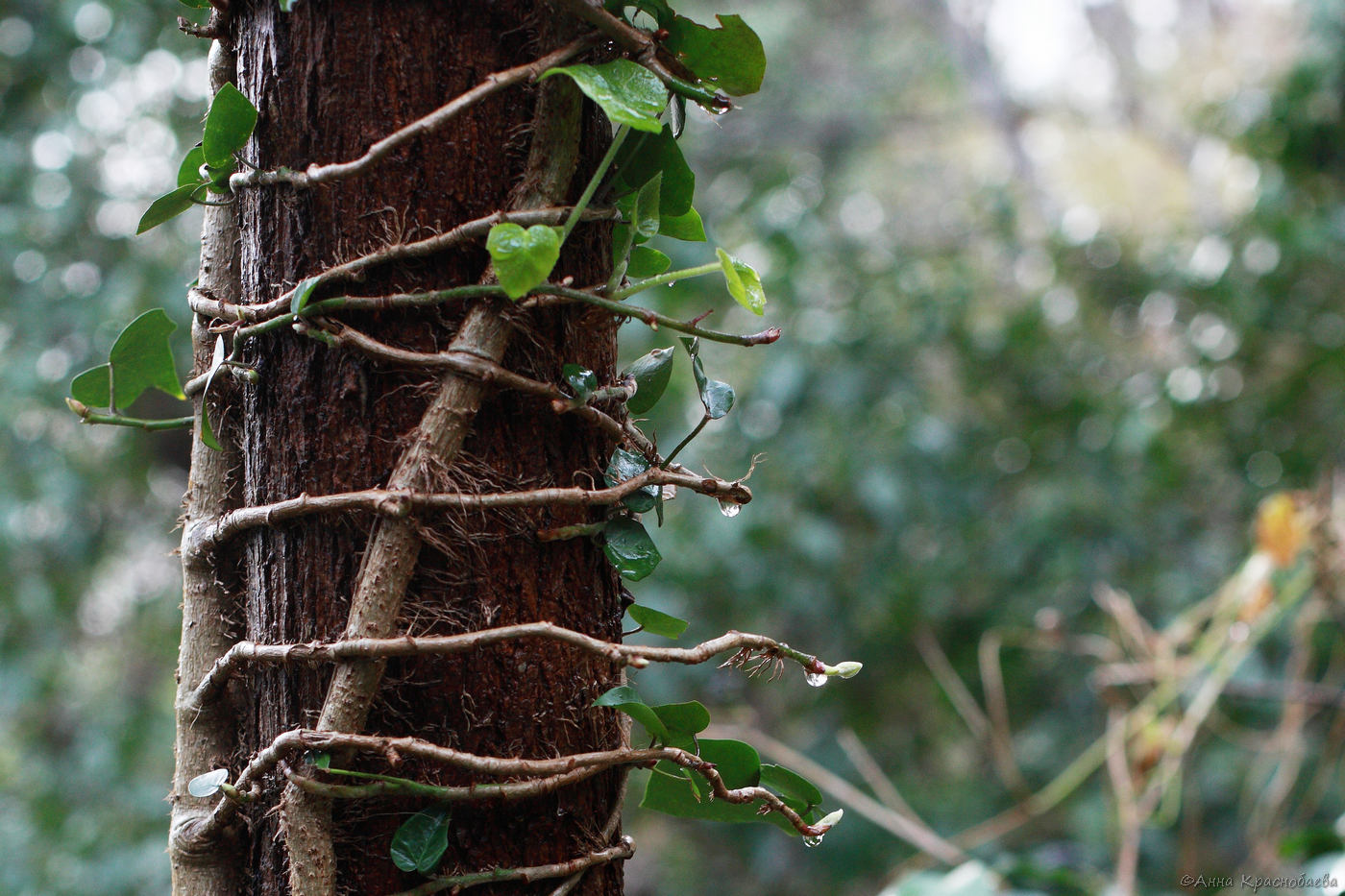 Изображение особи Hedera helix.