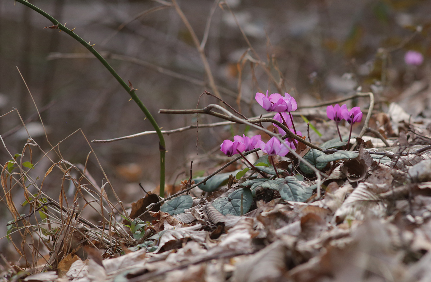 Image of Cyclamen coum specimen.