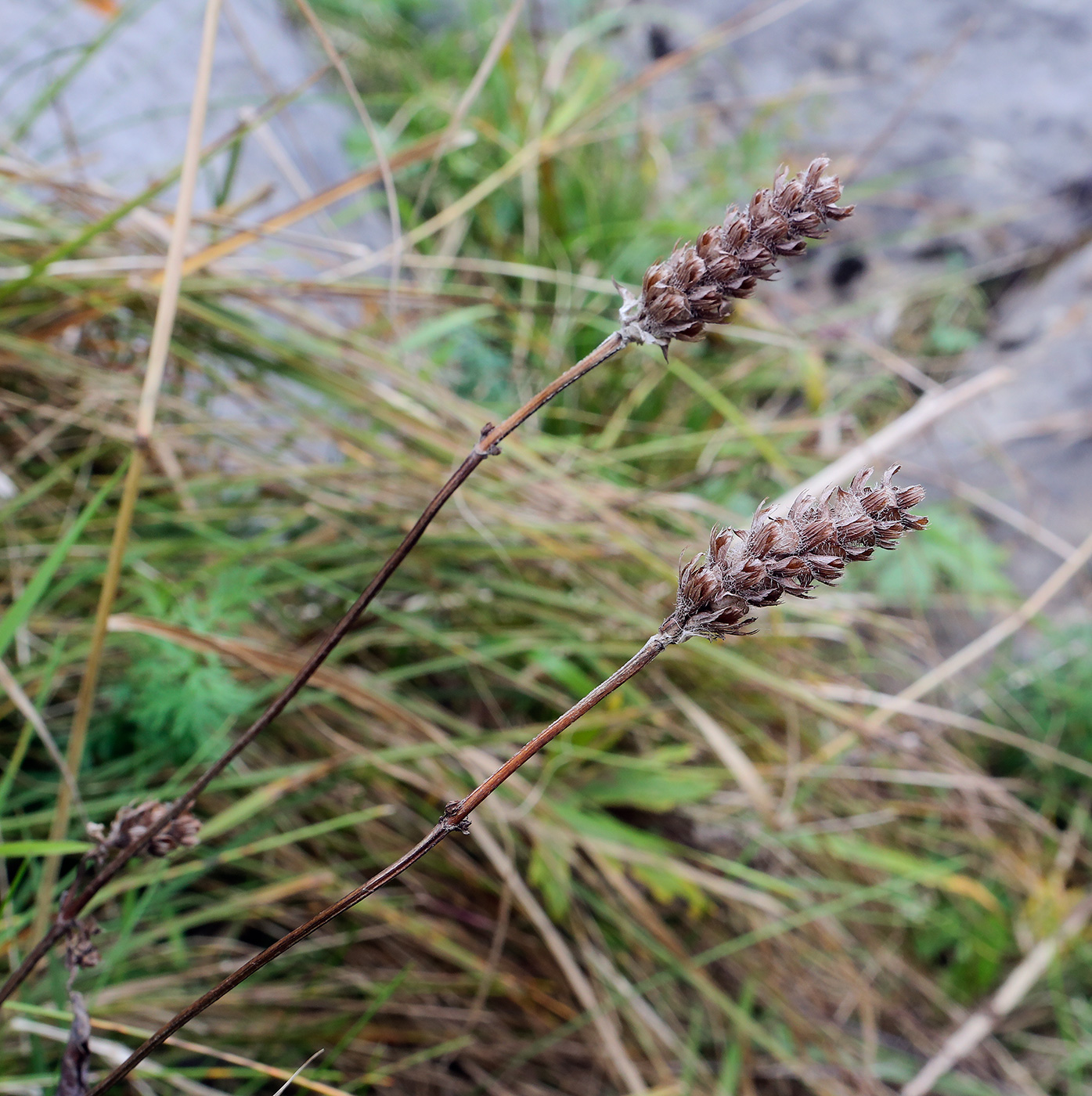 Image of Prunella vulgaris specimen.