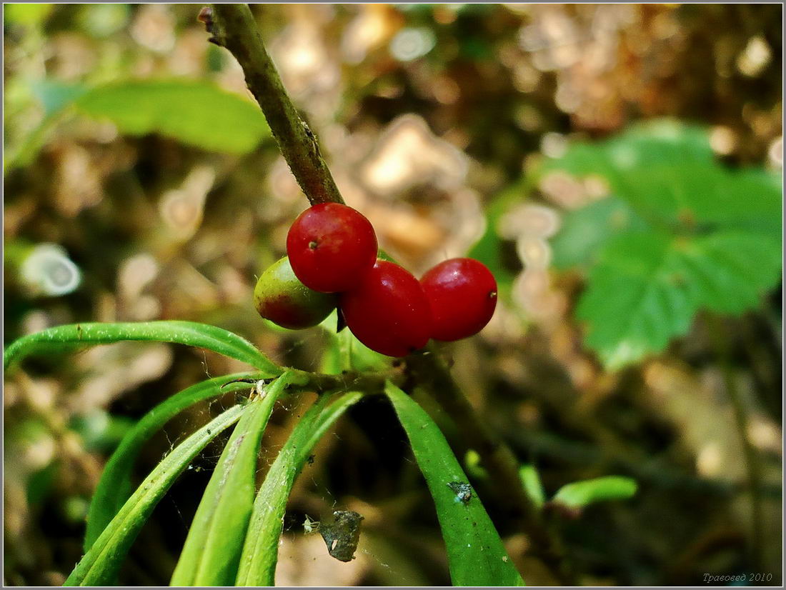 Изображение особи Daphne mezereum.