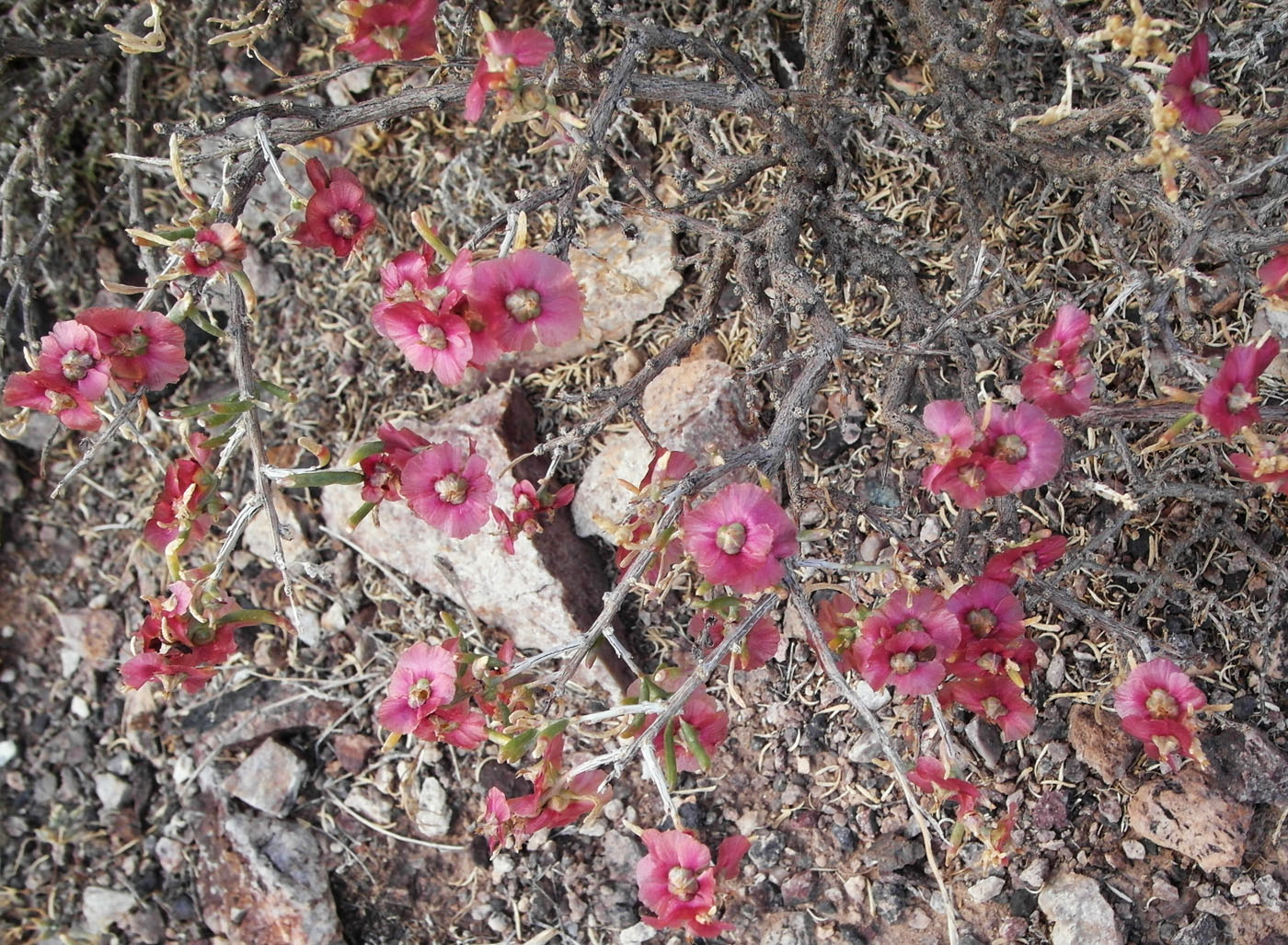 Image of Salsola arbusculiformis specimen.