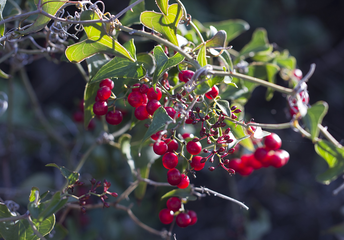 Изображение особи Smilax aspera.