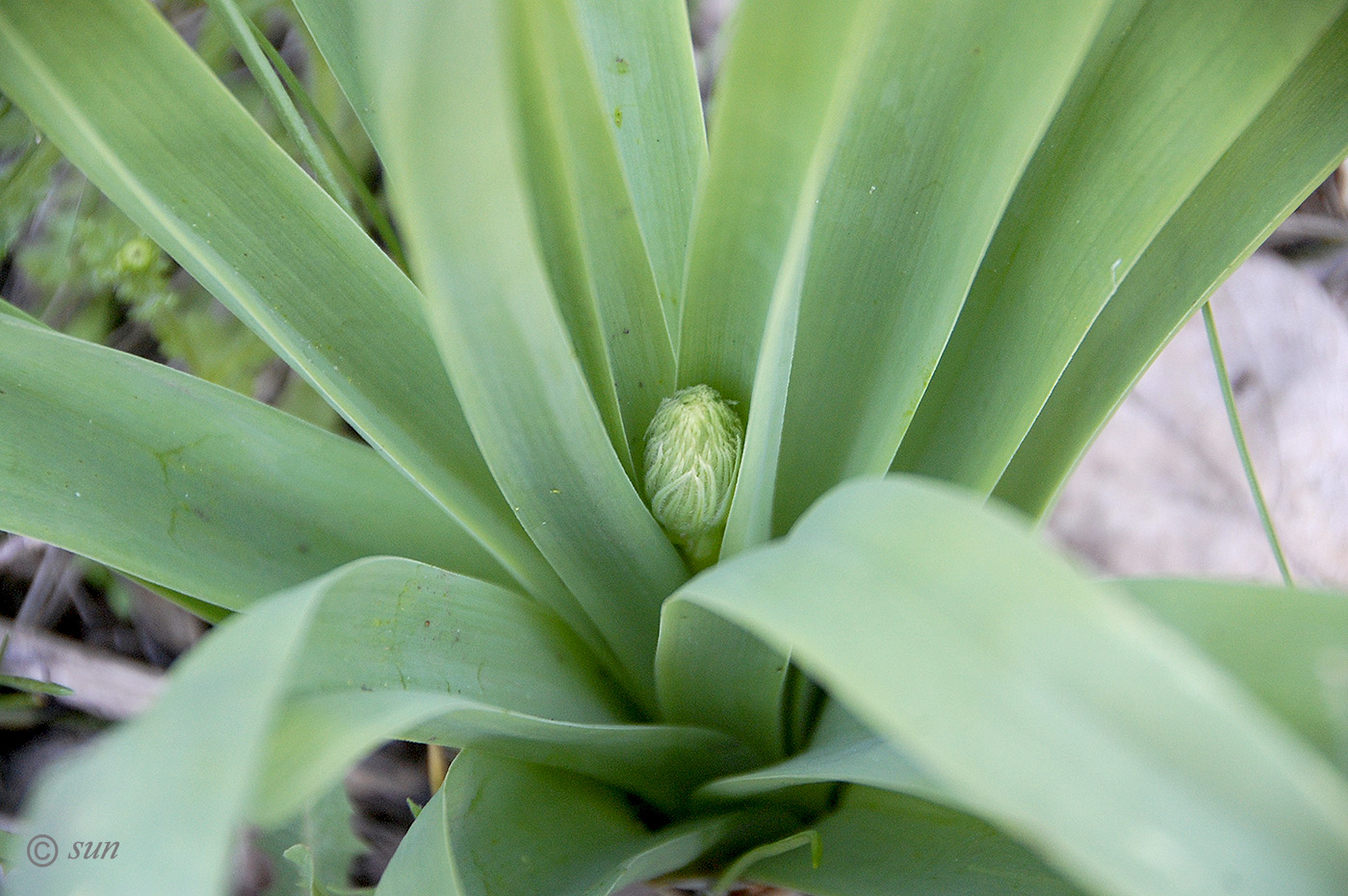 Image of Eremurus spectabilis specimen.