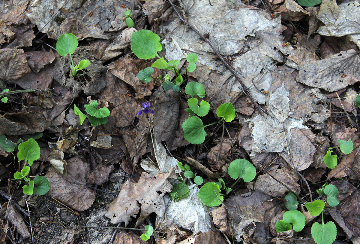 Изображение особи Viola odorata.