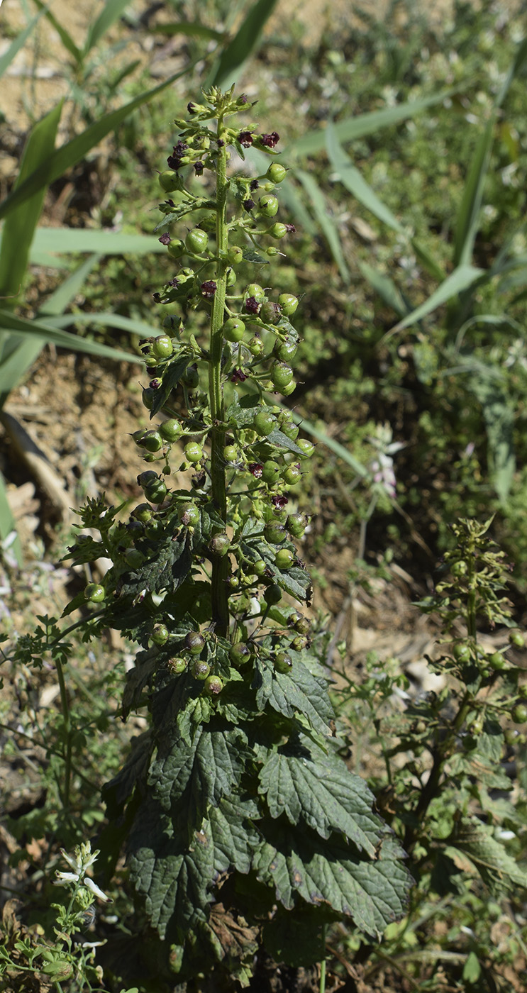 Image of Scrophularia peregrina specimen.