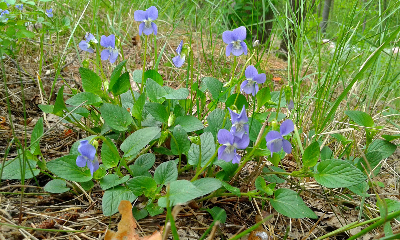 Image of Viola &times; baltica specimen.