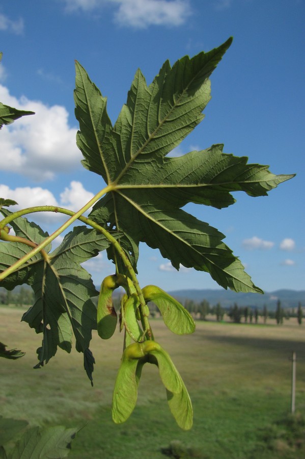 Image of Acer pseudoplatanus specimen.