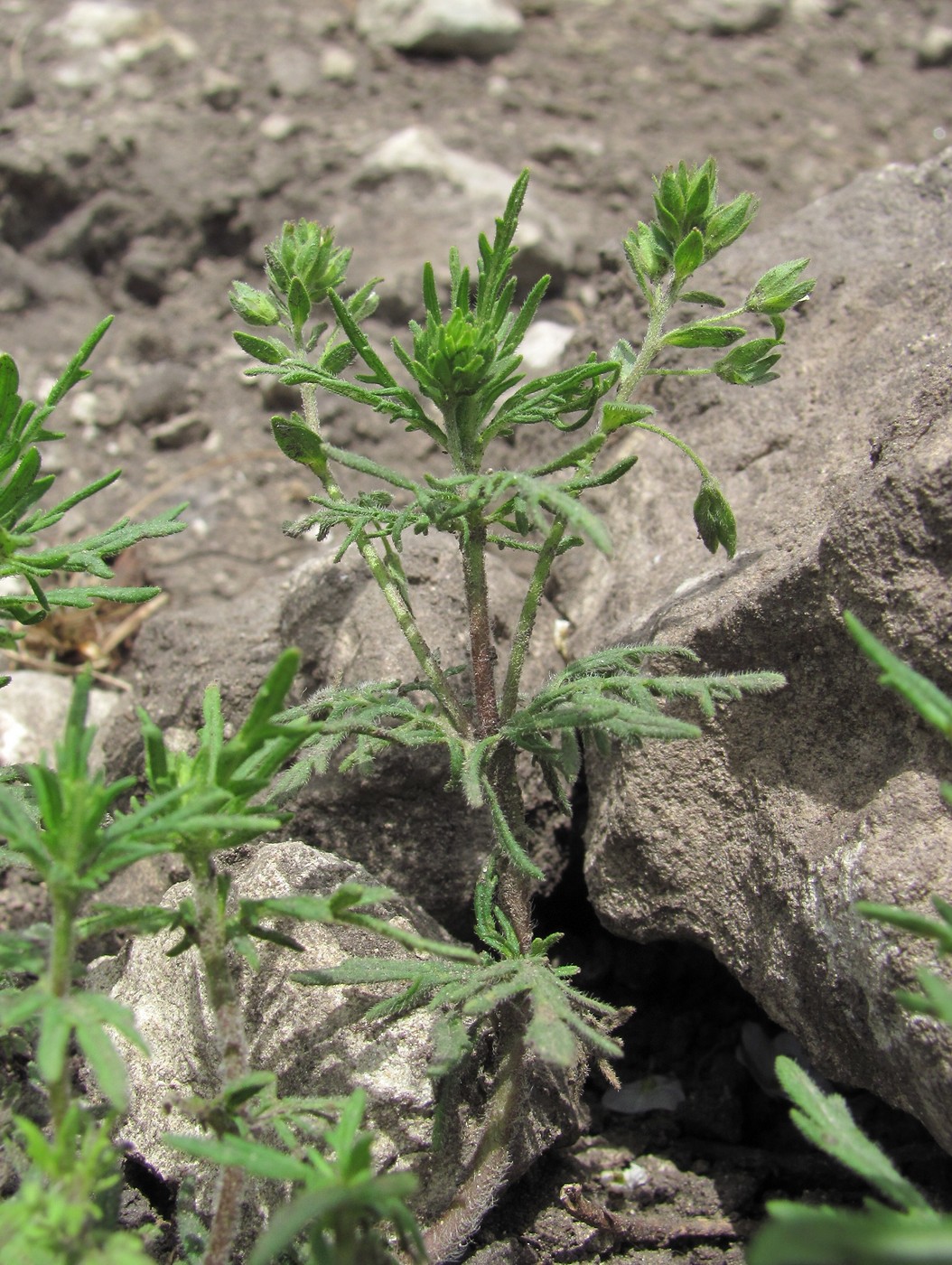 Image of Veronica caucasica specimen.