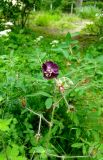 Geranium phaeum