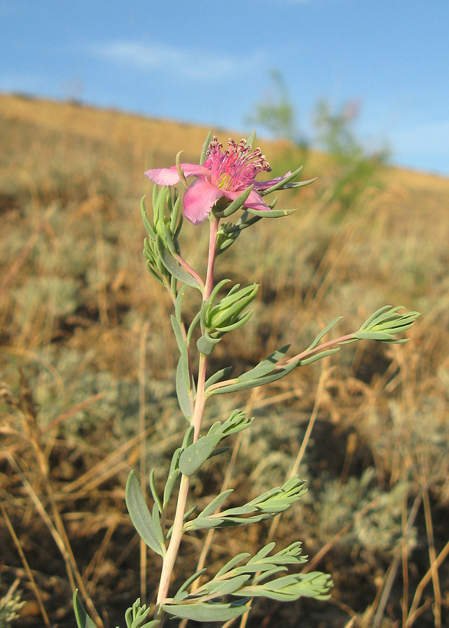 Image of Reaumuria cistoides specimen.