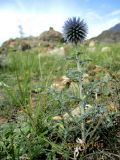 Echinops sibiricus