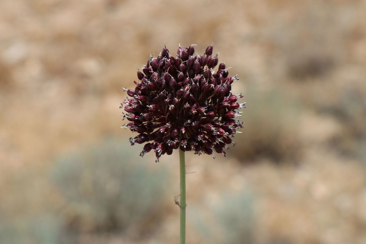 Изображение особи Allium fuscoviolaceum.