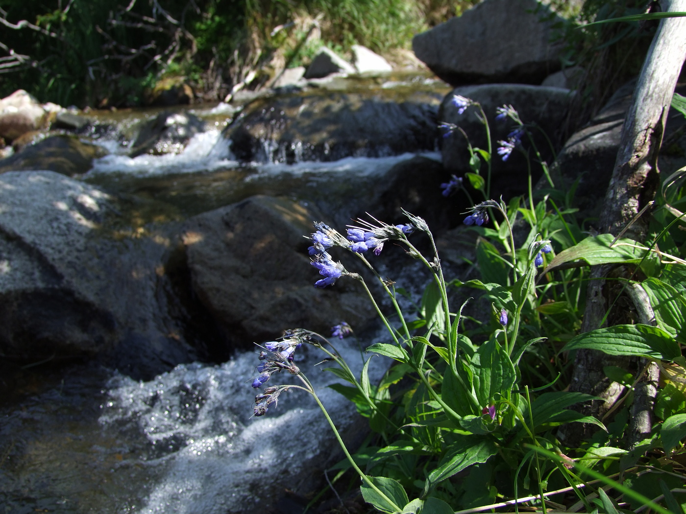 Image of Mertensia pubescens specimen.