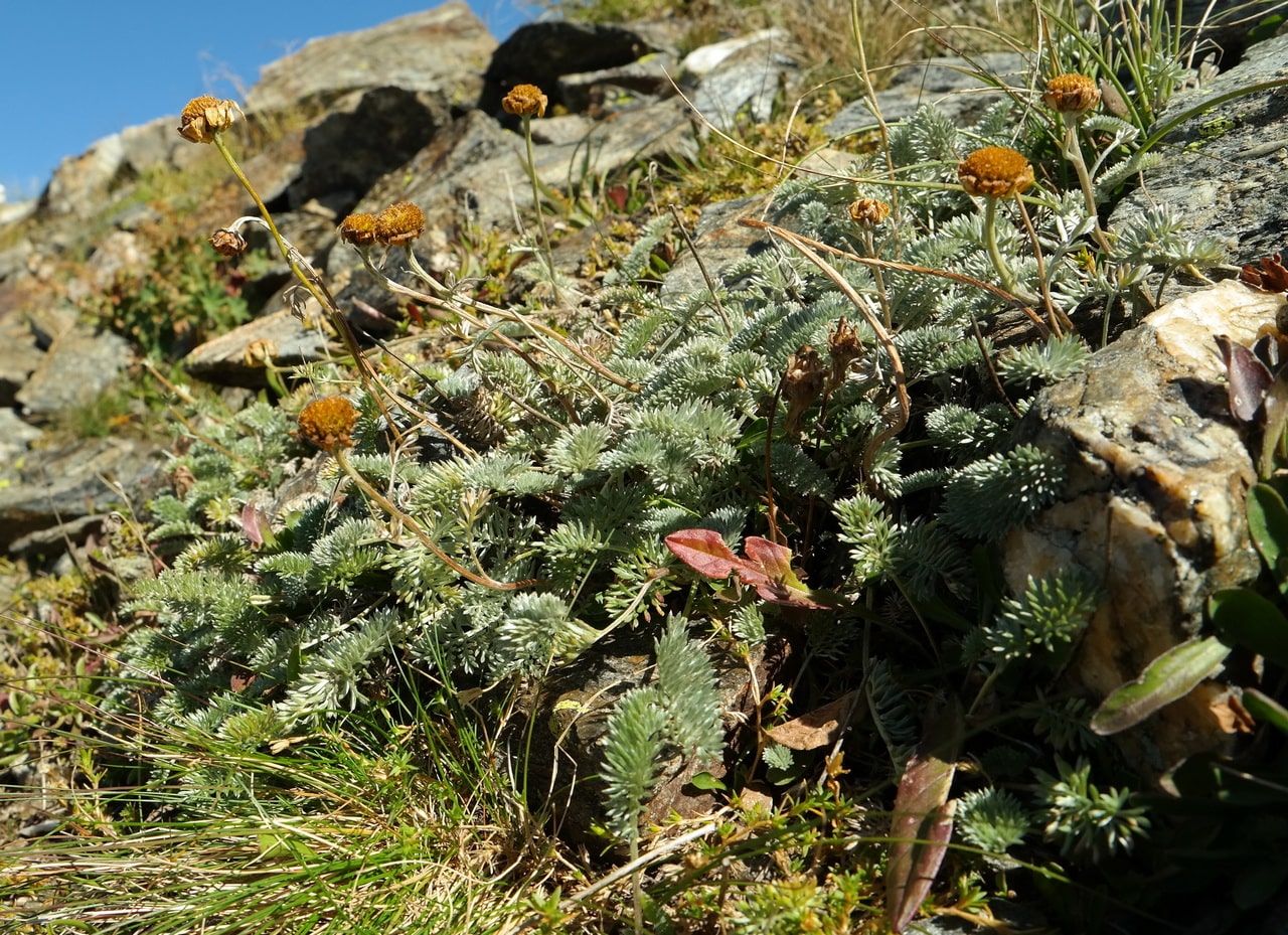 Изображение особи Anthemis marschalliana ssp. pectinata.