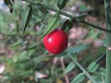 Ruscus aculeatus