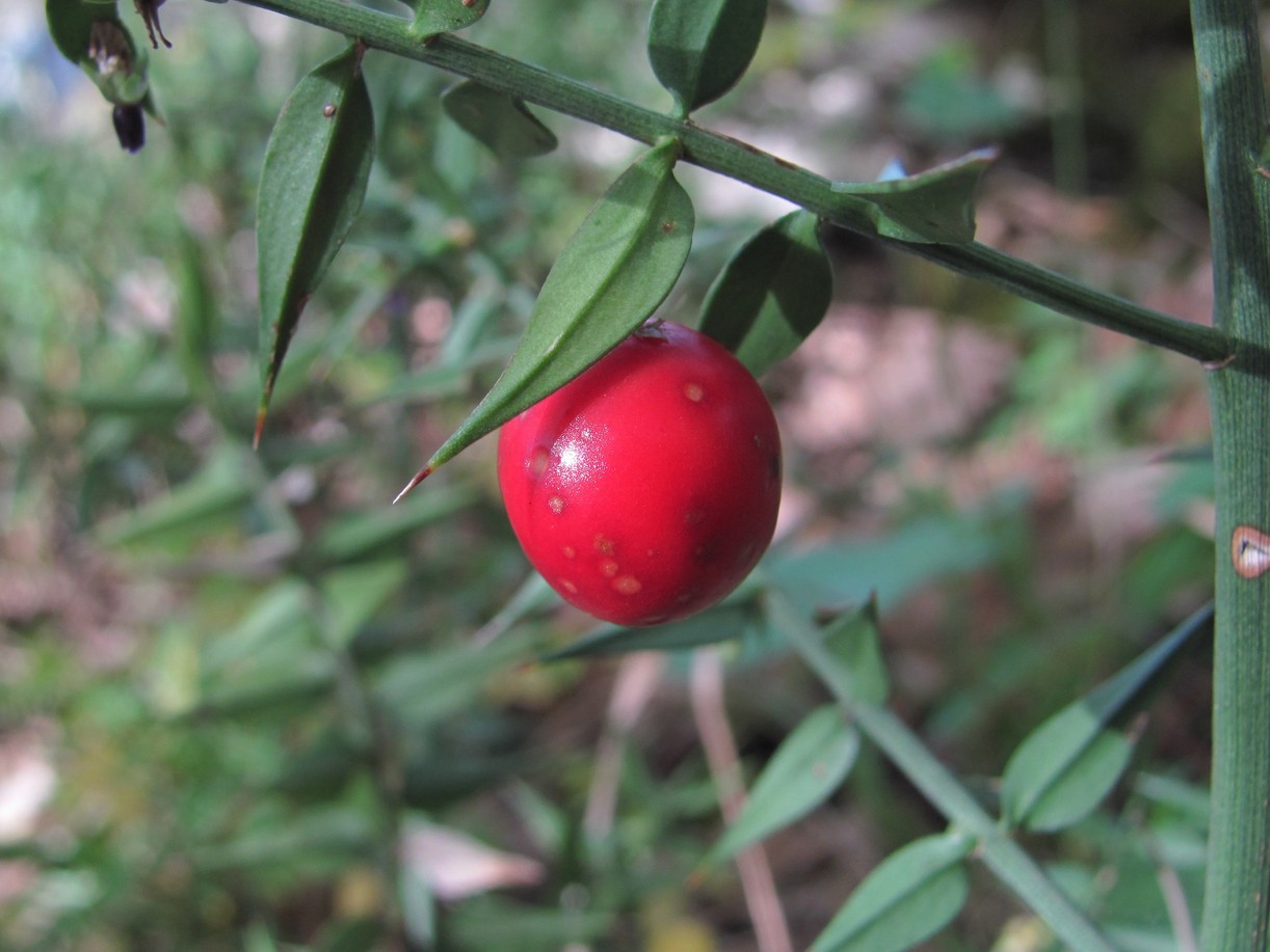 Изображение особи Ruscus aculeatus.